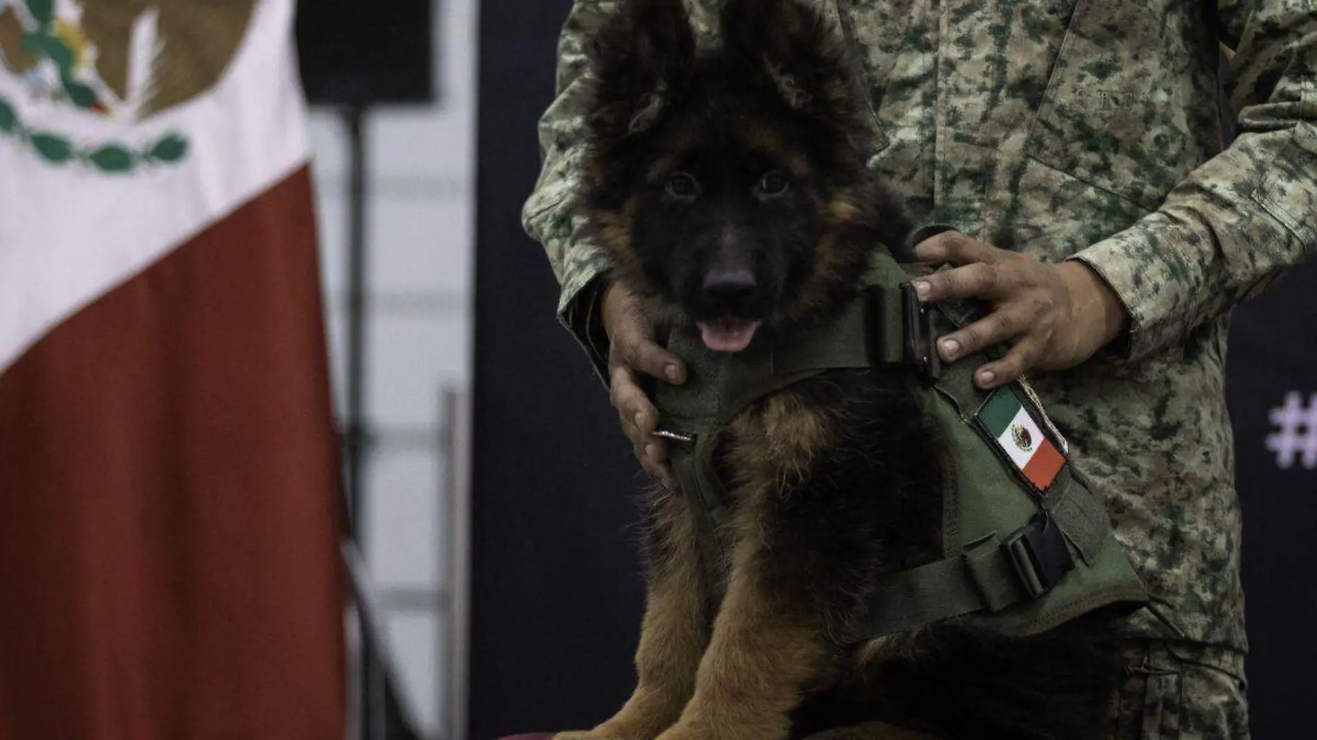 Nombran a cachorro turco de la Sedena como Arkadas, ¿qué hay detrás de su nombre